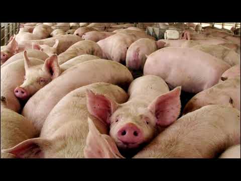 Perspectivas Futuras de la Clonación Celular en Biotecnología