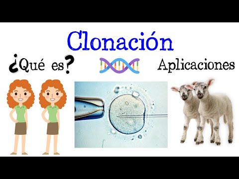Investigaciones Recientes en Clonación Celular y sus Resultados